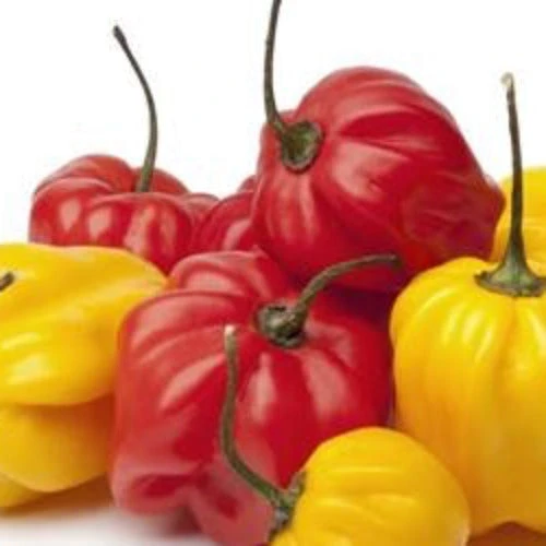 Pepper (Hot) - Scotch Bonnet, Red 🔥🔥🔥 3 Pepper (Hot) - Scotch Bonnet, Red 🔥🔥🔥