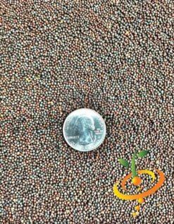 Mustard - Old Fashion 20 Mustard - Old Fashion -Speed now seeds Mustard Old Fashion