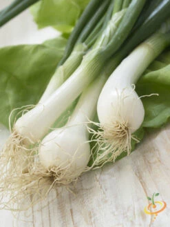 Onion - Lisbon, White (Bunching) -Speed now shutterstock 102179113