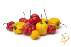 Pepper (Hot) - Scotch Bonnet, Yellow 🔥🔥🔥 14 Pepper (Hot) - Scotch Bonnet, Yellow 🔥🔥🔥 -Speed now shutterstock 106553933
