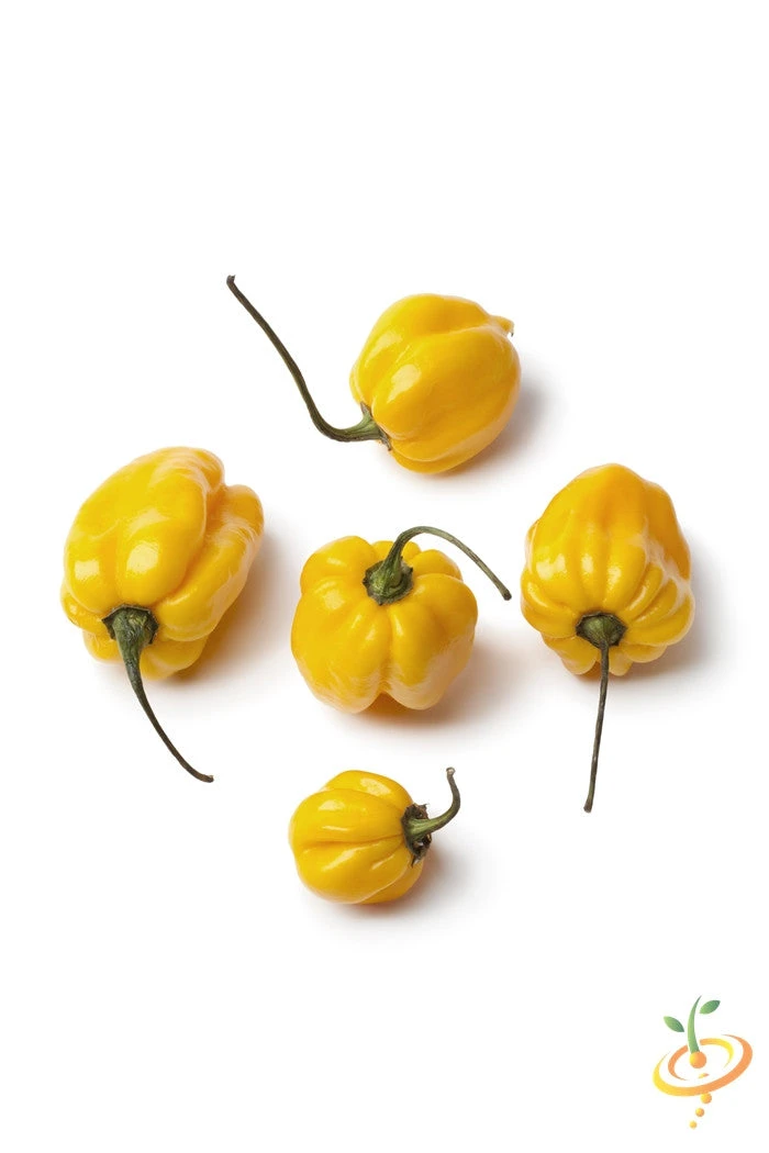 Pepper (Hot) - Scotch Bonnet, Yellow 🔥🔥🔥 6 Pepper (Hot) - Scotch Bonnet, Yellow 🔥🔥🔥 - Image 4