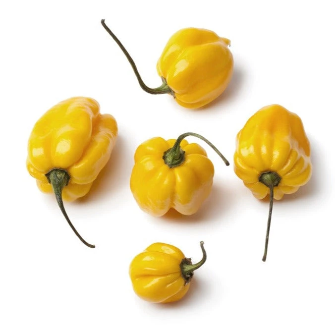 Pepper (Hot) - Scotch Bonnet, Yellow 🔥🔥🔥 4 Pepper (Hot) - Scotch Bonnet, Yellow 🔥🔥🔥 - Image 2