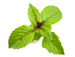 Basil, Cinnamon (Mexican Basil) -Speed now shutterstock 108192278