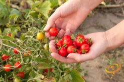 Tomato - Gardener's Delight/Sugar Lump (Indeterminate) -Speed now shutterstock 110350151