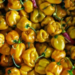 Pepper (Hot) - Habanero, Lemon 🔥🔥🔥🔥 -Speed now shutterstock 110571935 700x fbc0d3ae 55ef 4704 998b 68ebf8fab96a