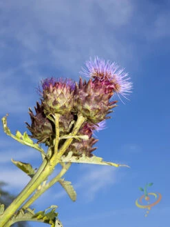 Cardoon (Purple Artichoke Thistle) -Speed now shutterstock 111700865