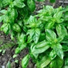Basil, Italian Large Leaf -Speed now shutterstock 112894576 1000x 0e72e6d6 114c 408f 80f5 29b807c6c7eb