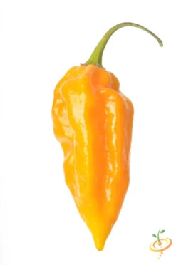 Pepper (Hot) - Devil's Tongue, Yellow 🔥🔥🔥🔥🔥 11 Pepper (Hot) - Devil's Tongue, Yellow 🔥🔥🔥🔥🔥 -Speed now shutterstock 113121496