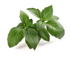 Basil, Italian Large Leaf -Speed now shutterstock 115477138