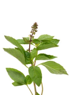 Basil, Cinnamon (Mexican Basil) -Speed now shutterstock 116980042