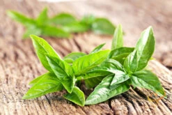 Basil, Italian Large Leaf -Speed now shutterstock 117679969