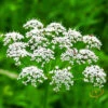 Anise (Aniseed) -Speed now shutterstock 12118996 600x ba96ad7e ecf7 4675 934a 4a853d32562a