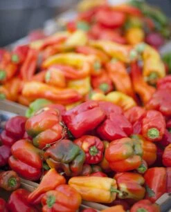 All-in-One Salsa Garden Variety Pack -Speed now shutterstock 122321005