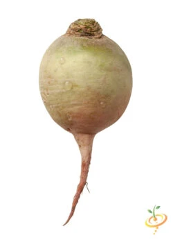 Radish - Watermelon -Speed now shutterstock 123817528