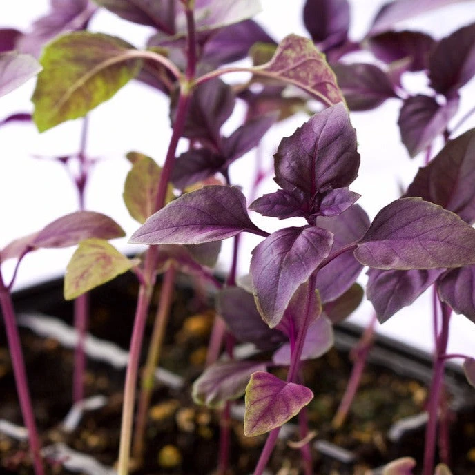 Basil, Dark Opal Purple 3 Basil, Dark Opal Purple