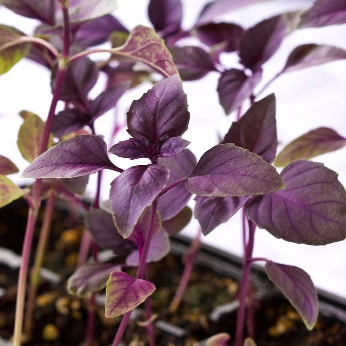 Basil, Dark Opal Purple 6 Basil, Dark Opal Purple - Image 4