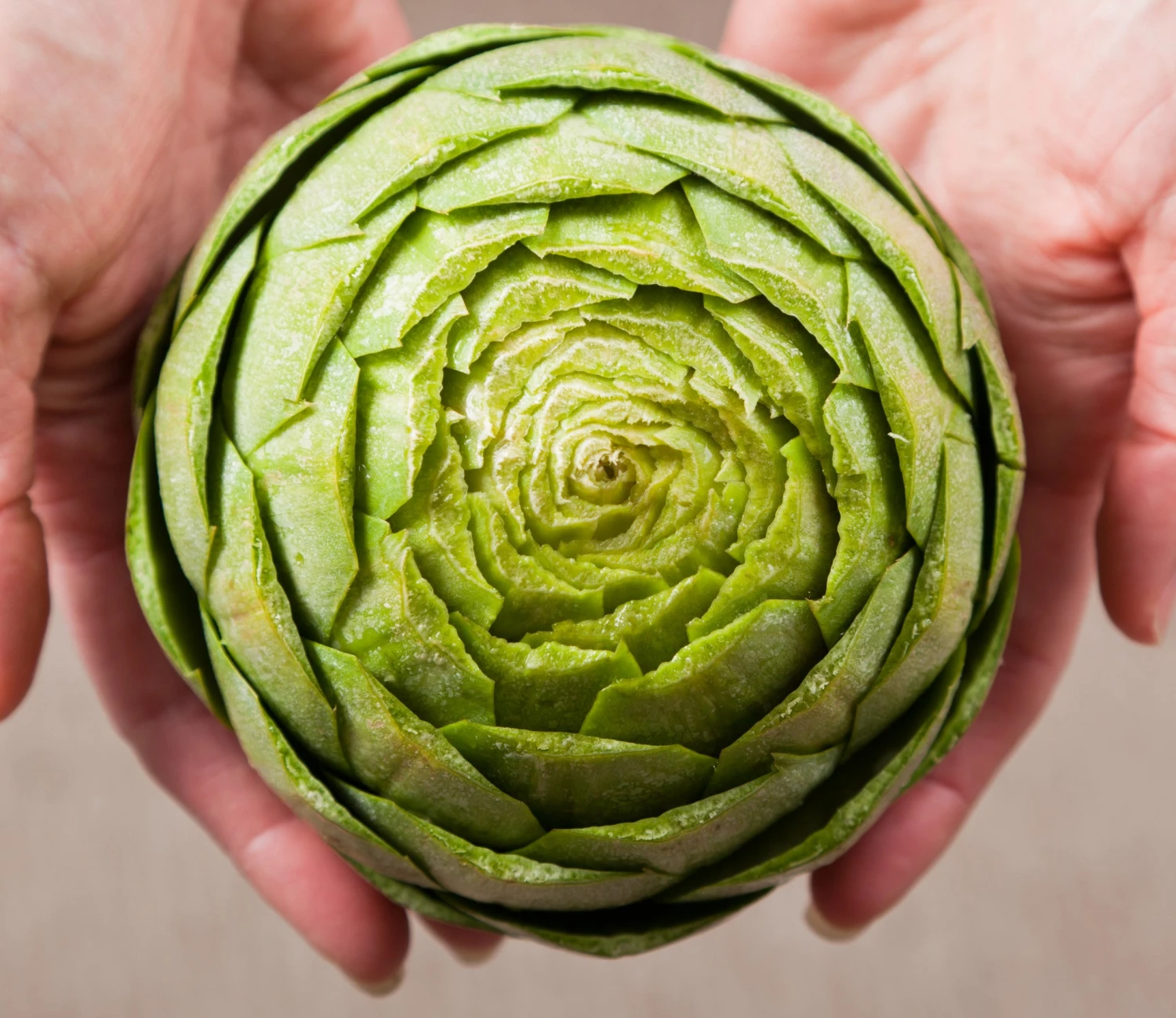 Artichoke - Green Globe 5 Artichoke - Green Globe - Image 3