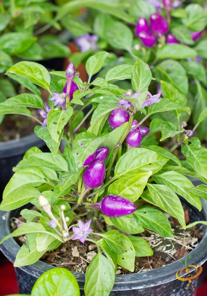 Pepper (Hot) - Pretty Purple 🔥🔥🔥🔥 4 Pepper (Hot) - Pretty Purple 🔥🔥🔥🔥 - Image 2
