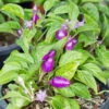 Pepper (Hot) - Pretty Purple 🔥🔥🔥🔥 -Speed now shutterstock 127563998 700x e71e863e 7df5 48c9 9eb3 c6bb40351ce1