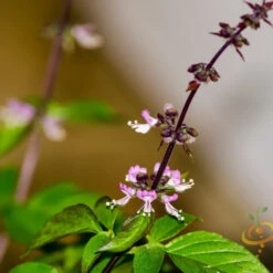 Basil, Thai -Speed now shutterstock 132831374