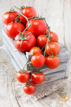 Tomato - Money Maker (Indeterminate) 14 Tomato - Money Maker (Indeterminate) -Speed now shutterstock 136928345