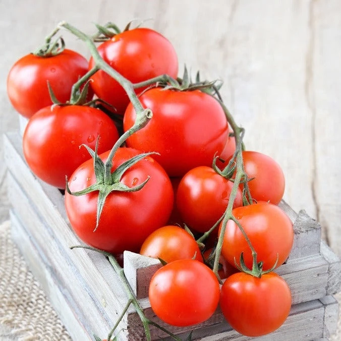 Tomato - Money Maker (Indeterminate) 3 Tomato - Money Maker (Indeterminate)