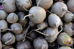 Radish - Purple Plum 12 Radish - Purple Plum -Speed now shutterstock 137331587