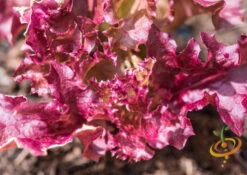 Lettuce - Lollo Rossa -Speed now shutterstock 142580608