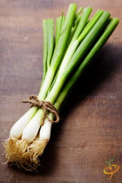 Onion - Lisbon, White (Bunching) -Speed now shutterstock 145330885