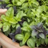 Basil, Herb Mix 2 Basil, Herb Mix -Speed now shutterstock 146887616 grande f0f920c5 8be3 48d6 ba09 f536c4cde788