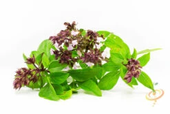 Basil, Thai -Speed now shutterstock 147612545