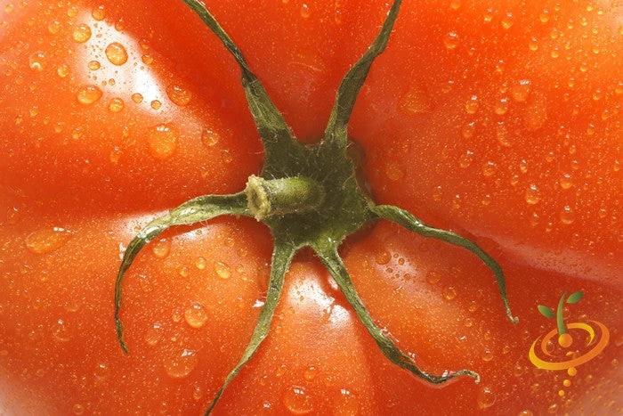 Tomato - Mortgage Lifter (Indeterminate) 5 Tomato - Mortgage Lifter (Indeterminate) - Image 3
