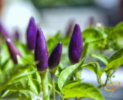 Pepper (Hot) - Pretty Purple 🔥🔥🔥🔥 11 Pepper (Hot) - Pretty Purple 🔥🔥🔥🔥 -Speed now shutterstock 149255039