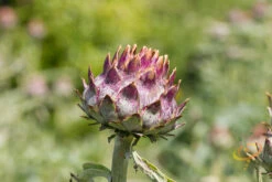 Cardoon (Purple Artichoke Thistle) -Speed now shutterstock 151783457