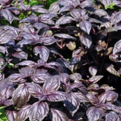 Basil, Dark Opal Purple 17 Basil, Dark Opal Purple -Speed now shutterstock 152689067 1000x 4052bb4d 989f 40c9 83ae 062a8237fe81