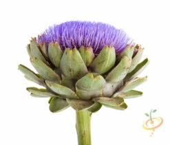 Artichoke - Green Globe 16 Artichoke - Green Globe -Speed now shutterstock 154067786