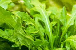 Arugula - Roquette (Rocket) -Speed now shutterstock 168186302