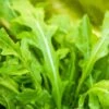 Arugula - Roquette (Rocket) -Speed now shutterstock 168186302 500x c76017b9 7b73 4d28 bfbf 86ec2f670a28