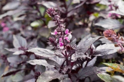 Basil, Dark Opal Purple 13 Basil, Dark Opal Purple -Speed now shutterstock 169624874