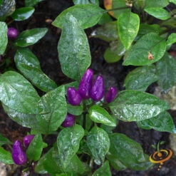 Pepper (Hot) - Pretty Purple 🔥🔥🔥🔥 13 Pepper (Hot) - Pretty Purple 🔥🔥🔥🔥 -Speed now shutterstock 171158144