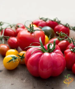 Tomato - Beefsteak, Pink (Indeterminate) -Speed now shutterstock 180725954 d438331f 75c0 464c a6f3 a612b166e265