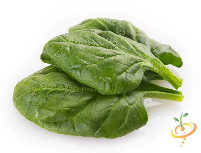 Spinach - Matador Viking 4 Spinach - Matador Viking - Image 2