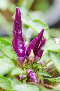 Pepper (Hot) - Cayenne, Purple 🔥🔥🔥 8 Pepper (Hot) - Cayenne, Purple 🔥🔥🔥 -Speed now shutterstock 185839925