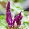 Pepper (Hot) - Cayenne, Purple 🔥🔥🔥 1 Pepper (Hot) - Cayenne, Purple 🔥🔥🔥 -Speed now shutterstock 185839925 700x 8785d803 dab6 4bb8 bd6b 1b7857775321