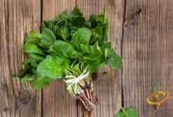 Spinach - America -Speed now shutterstock 186409094