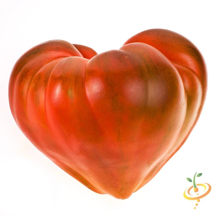 Tomato - Oxheart, Pink (Indeterminate) 3 Tomato - Oxheart, Pink (Indeterminate) - Image 2