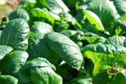 Spinach - Matador Viking 12 Spinach - Matador Viking -Speed now shutterstock 194305208