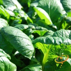 Spinach - Matador Viking