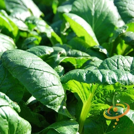 Spinach - Matador Viking 3 Spinach - Matador Viking