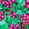 Radish - Beauty, Pink 1 Radish - Beauty, Pink -Speed now shutterstock 194776640 700x 377d0026 7b47 4c49 bf44 ddbdf39d02b4